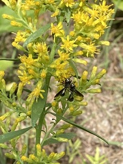 Physocephala tibialis