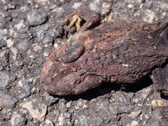 Bufo spinosus