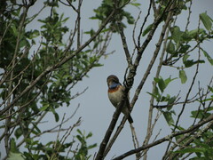 Luscinia svecica