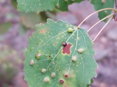 Harmandiola