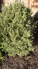 Buxus sempervirens