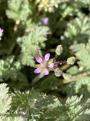 Erodium moschatum