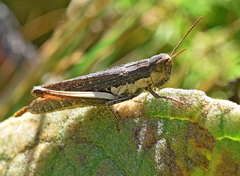 Chorthippus dichrous