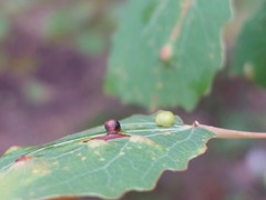 Harmandiola