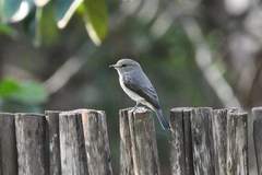Muscicapa adusta adusta