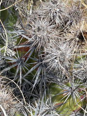 Corynopuntia invicta