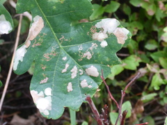 Erysiphe alphitoides