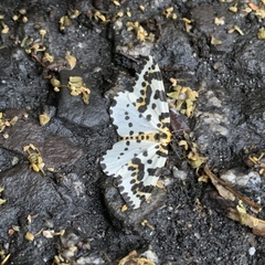 Abraxas grossulariata