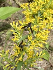 Physocephala tibialis
