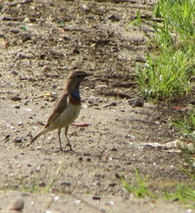 Luscinia svecica