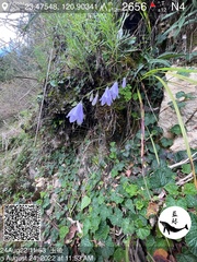 Adenophora morrisonensis morrisonensis