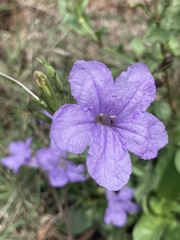 Ruellia simplex