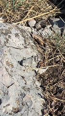 Oedipoda
