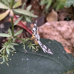 Abraxas grossulariata