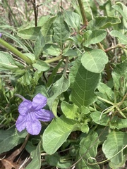 Ruellia simplex