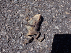 Bufo spinosus