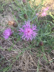 Centaurea
