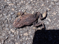 Bufo spinosus