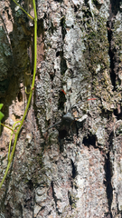 Acanthocephala terminalis