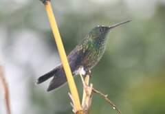 Chalybura buffonii