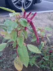 Amaranthus caudatus