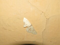 Cyclophora albipunctata