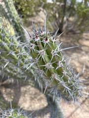 Stenocereus gummosus