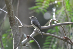 Muscicapa adusta adusta