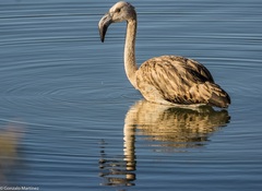 Phoenicopterus chilensis