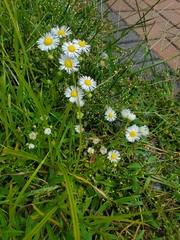 Erigeron