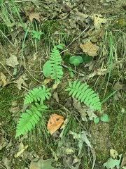 Polystichum acrostichoides