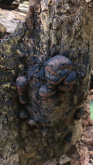 Daldinia concentrica