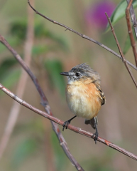 Polystictus pectoralis