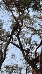 Ficus burkei