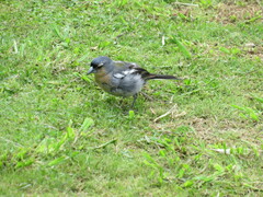 Fringilla coelebs moreletti