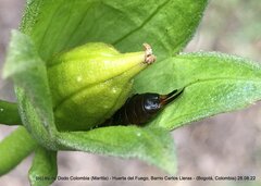 Forficula auricularia