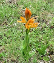 Dichromanthus aurantiacus