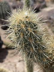 Cylindropuntia ganderi