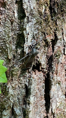 Acanthocephala terminalis