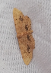 Idaea belemiata