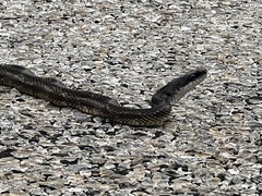 Pantherophis obsoletus