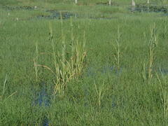 Setaria magna
