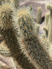 Cylindropuntia ganderi