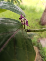 Capsicum pubescens