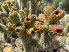 Cylindropuntia bigelovii ciribe