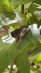 Acanthocephala declivis