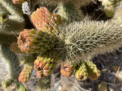 Cylindropuntia bigelovii ciribe
