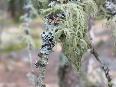Usnea hirta