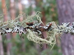 Usnea hirta