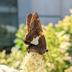 Epargyreus clarus